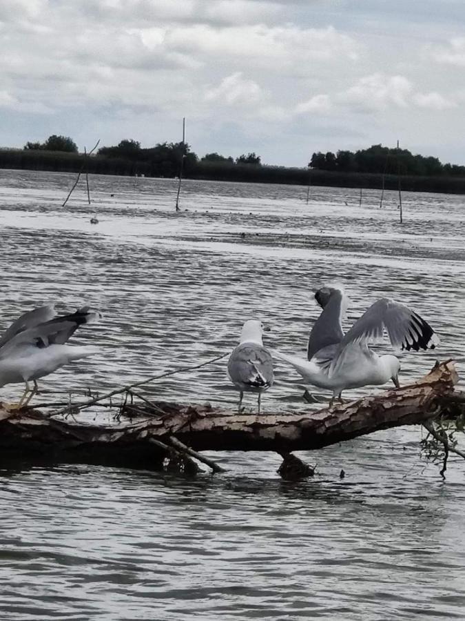 Pensiunea Iubire De Delta " La Traian " موريغيول المظهر الخارجي الصورة